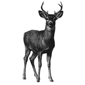 优雅黑白鹿画作