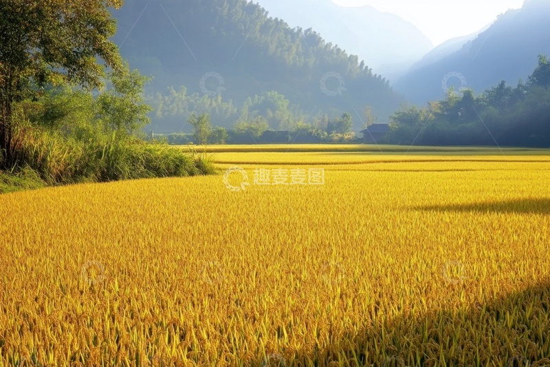 高清大图下载【趣麦麦图】一片金色的稻田美景