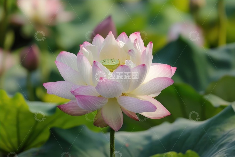 高清大图下载【趣麦麦图】盛开的重瓣莲花