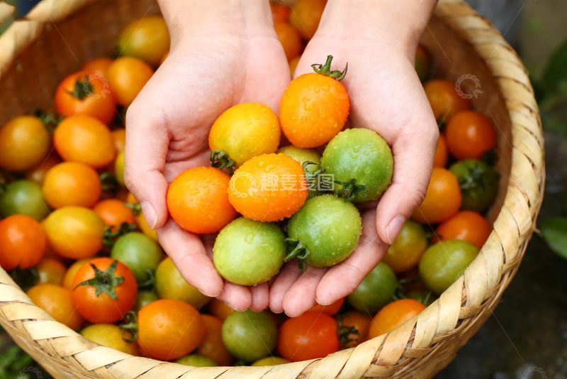 高清大图下载【趣麦麦图】手捧多彩小番茄2