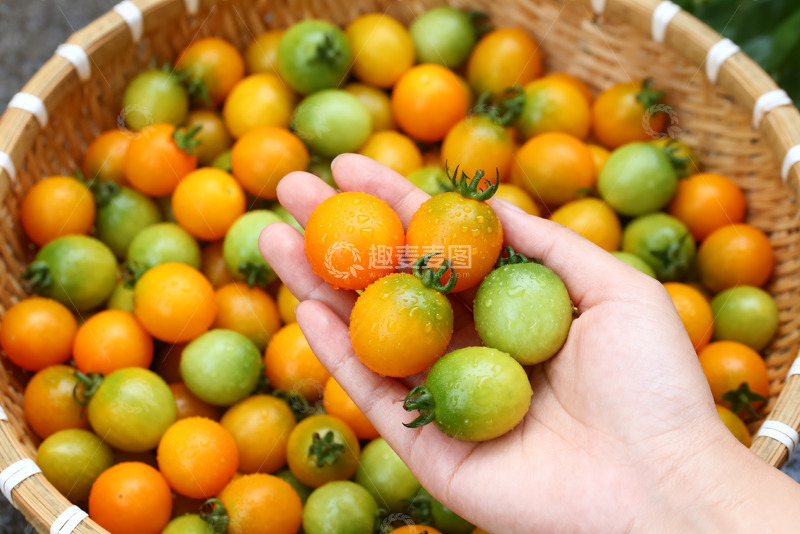 高清大图下载【趣麦麦图】手捧竹篮中小番茄1