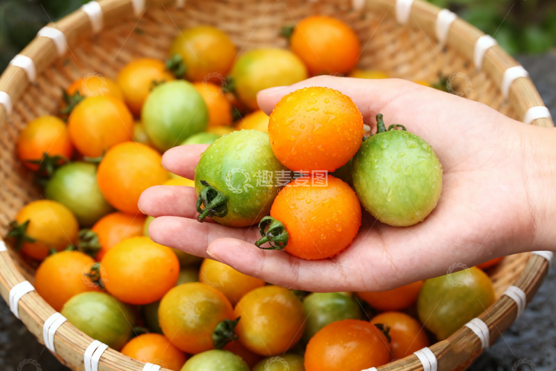 高清大图下载【趣麦麦图】手捧多彩小番茄