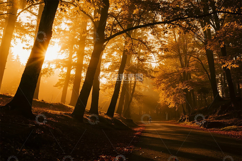 高清大图下载【趣麦麦图】秋日森林阳光路径摄影