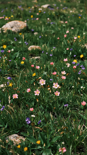 野花盛开草地自然风景图