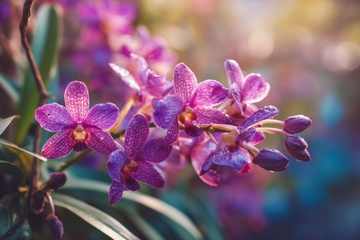 蓝紫色的蝴蝶兰花朵
