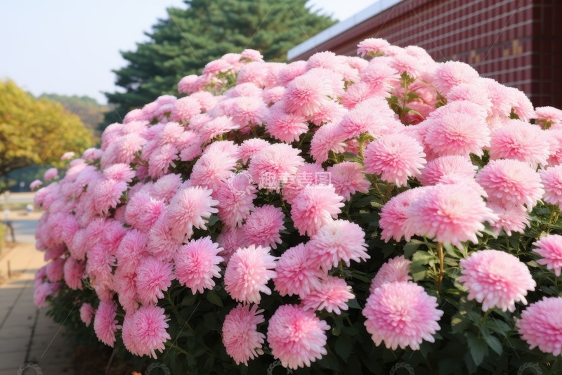 高清大图下载【趣麦麦图】一丛盛开的粉色菊花
