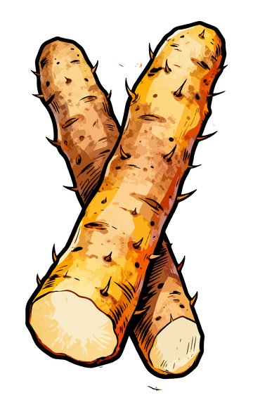 手绘铁棍山药插图