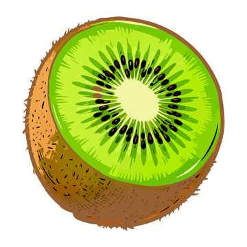 手绘风格猕猴桃插画