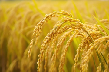 金色的庄稼田地