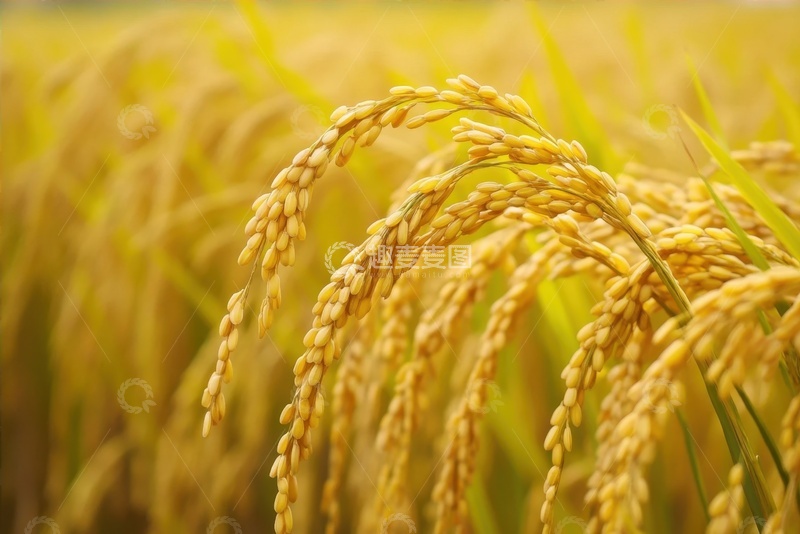 高清大图下载【趣麦麦图】金色的庄稼田地