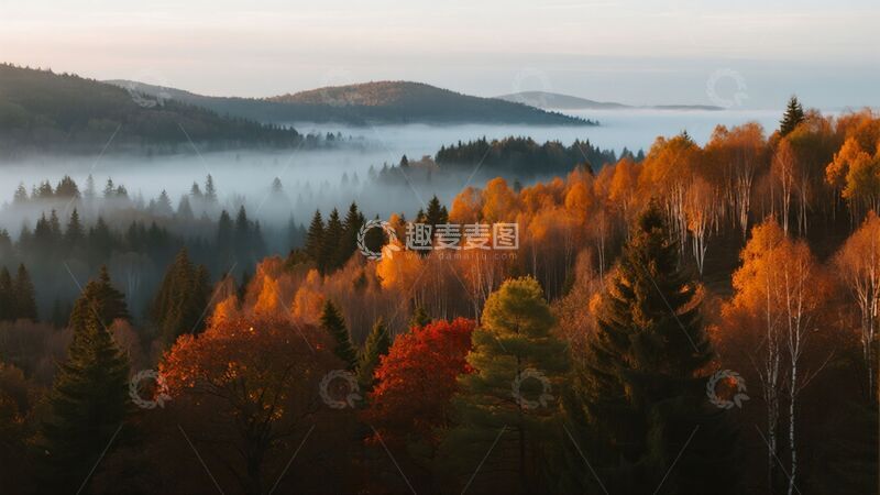 秋季森林场景商业照片