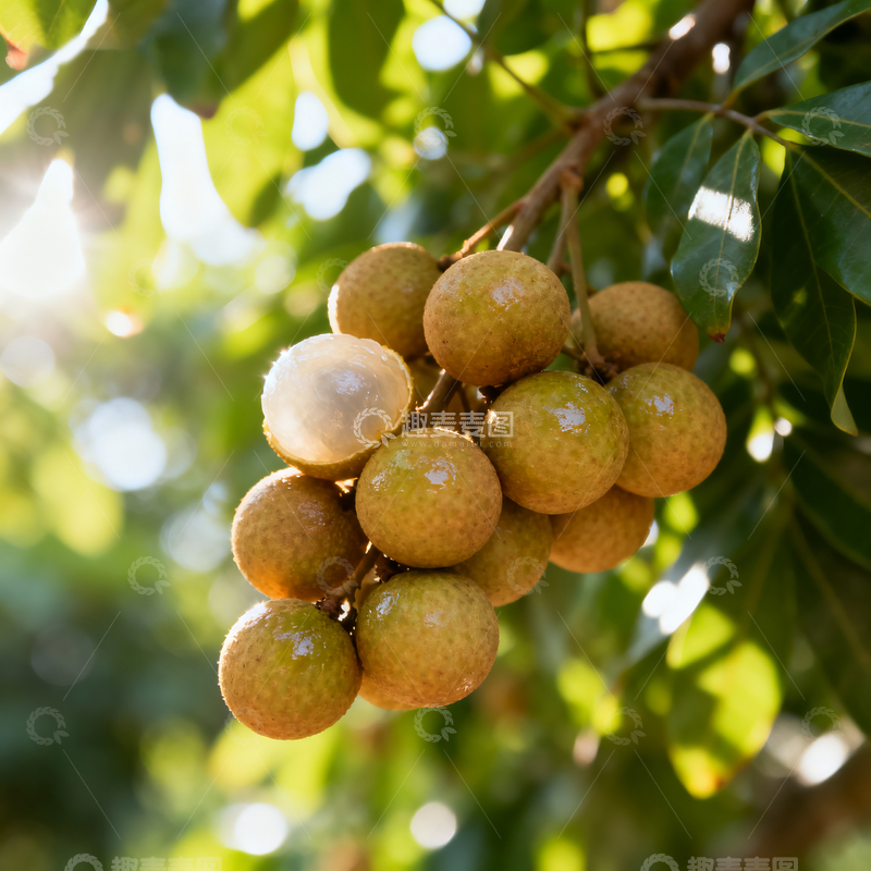 源文件下载【趣麦麦图】树上的新鲜龙眼3
