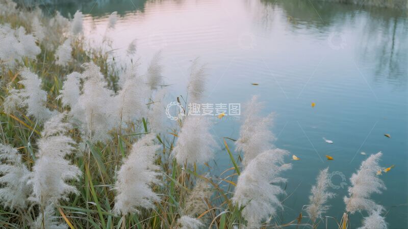 高清大图下载【趣麦麦图】自然风景湖泊芦苇水面落叶商业照片