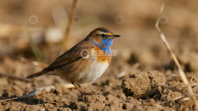 高清大图下载【趣麦麦图】鸟类百科之红胁蓝尾鸲
