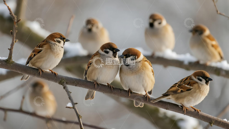 高清大图下载【趣麦麦图】生物百科鸟类之麻雀