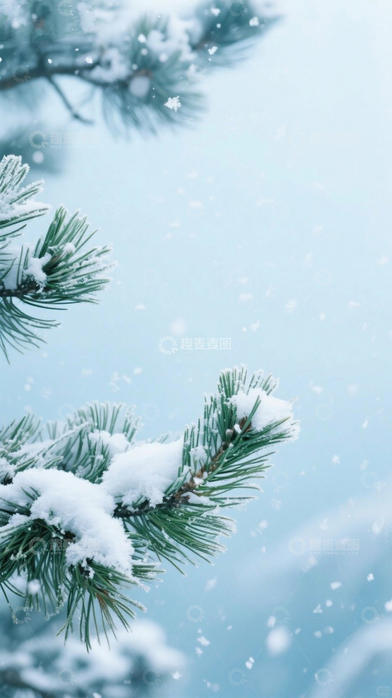高清大图下载【趣麦麦图】摄影图挂霜的松树图片