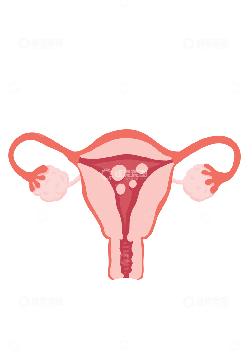 源文件下载【趣麦麦图】女性生殖系统构造示意图医用插画