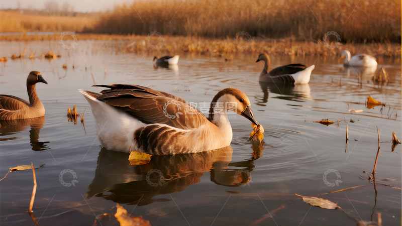 高清大图下载【趣麦麦图】自然场景鸭子水鸟池塘觅食商业照片