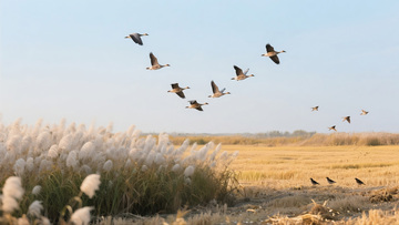 大雁田野芦苇商业照片