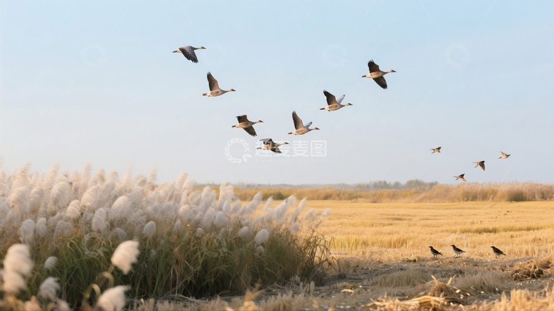 高清大图下载【趣麦麦图】大雁田野芦苇商业照片