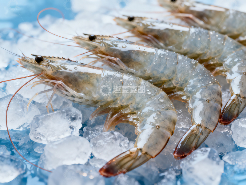 源文件下载【趣麦麦图】新鲜生虾广告1