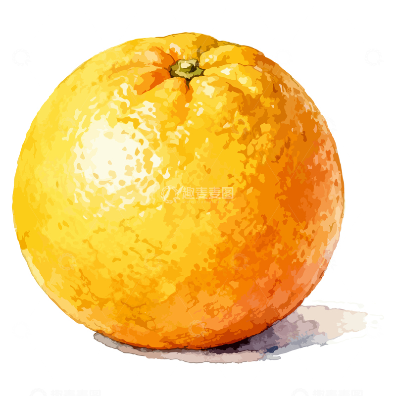 源文件下载【趣麦麦图】水彩橙子水果插画素材