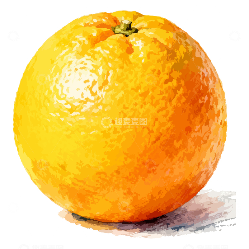 源文件下载【趣麦麦图】水彩橙子写实插画设计素材