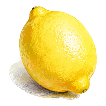 柠檬素描风格手绘插画素材