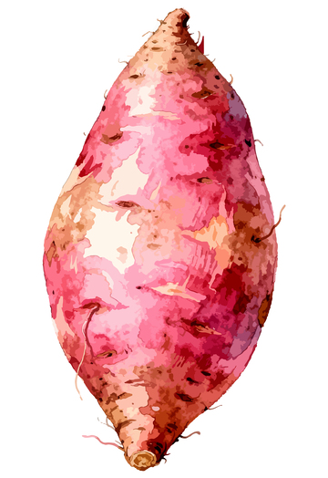 水彩红薯插画食品设计素材