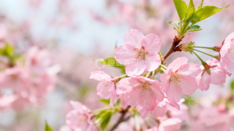 高清大图下载【趣麦麦图】粉色花朵绿叶春日