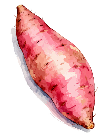 水彩红薯食品插画设计素材