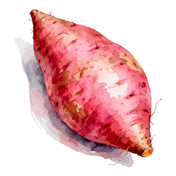 水彩红薯食材插画设计素材