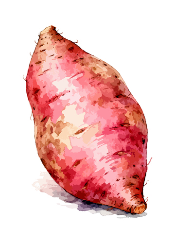 水彩红薯插画设计元素