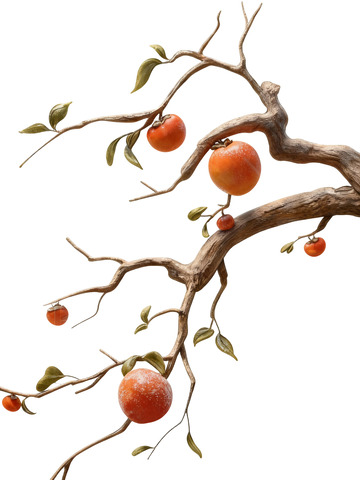 成熟柿子元素素材