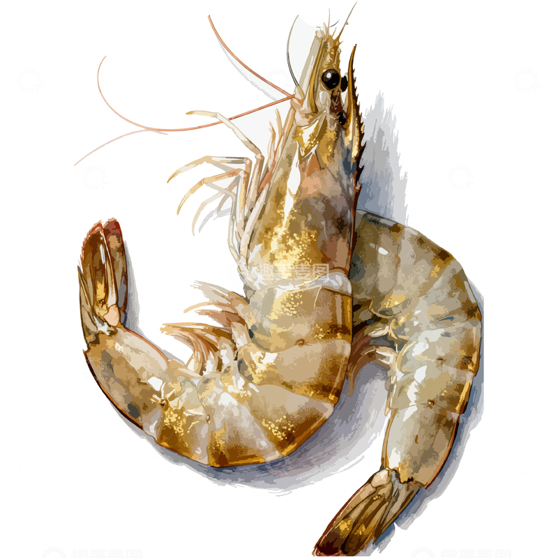 源文件下载【趣麦麦图】水彩画风格虾类海鲜美食插画