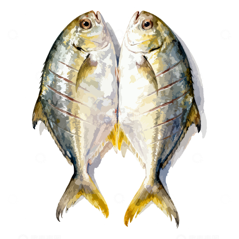 源文件下载【趣麦麦图】水彩金鲳鱼鲜活美食插画设计素材