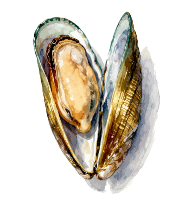 海鲜美味贻贝水彩画