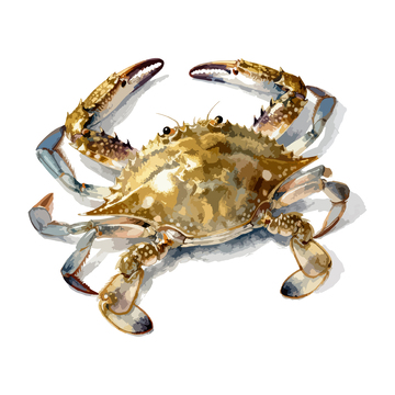 水彩画梭子蟹美食插画