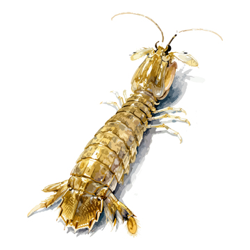水彩插画皮皮虾