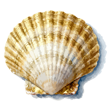 水彩手绘扇贝