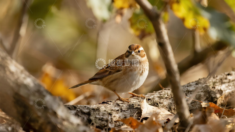 高清大图下载【趣麦麦图】生物百科鸟类之秋日树鹨