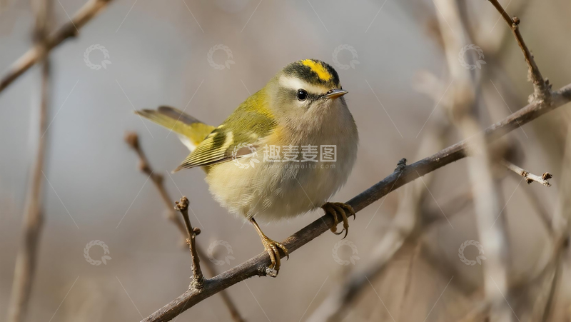 高清大图下载【趣麦麦图】生物百科鸟类之树枝上黄眉柳莺
