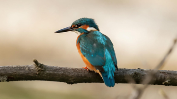 生物百科鸟类之普通翠鸟