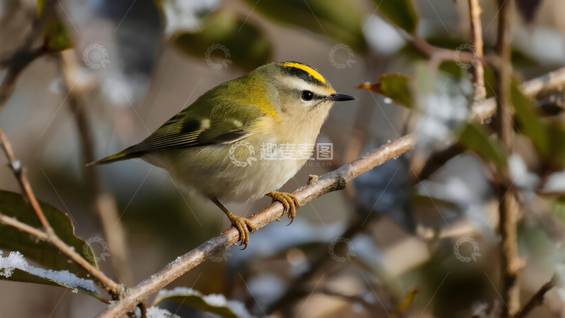 高清大图下载【趣麦麦图】生物百科鸟类之黄眉柳莺