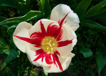 白红色郁金香 景物写真