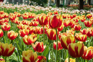 郁金香花海 景物写真