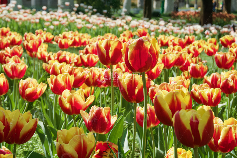 高清大图下载【趣麦麦图】-郁金香花海 景物写真