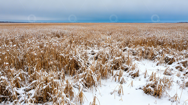 高清大图下载【趣麦麦图】冬季野外荒草实拍摄影