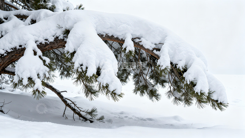 高清大图下载【趣麦麦图】冬季大雪压弯树枝
