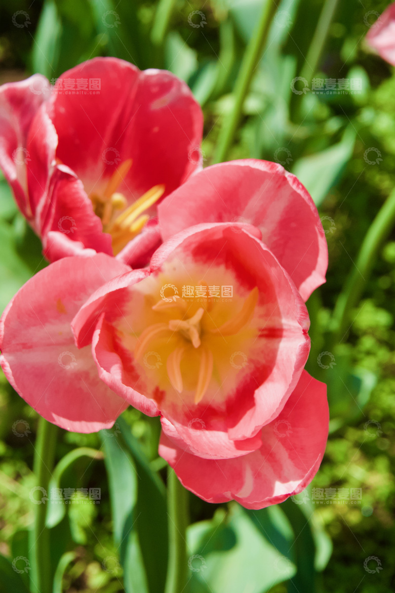 高清大图下载【趣麦麦图】-粉色郁金香 景物写真